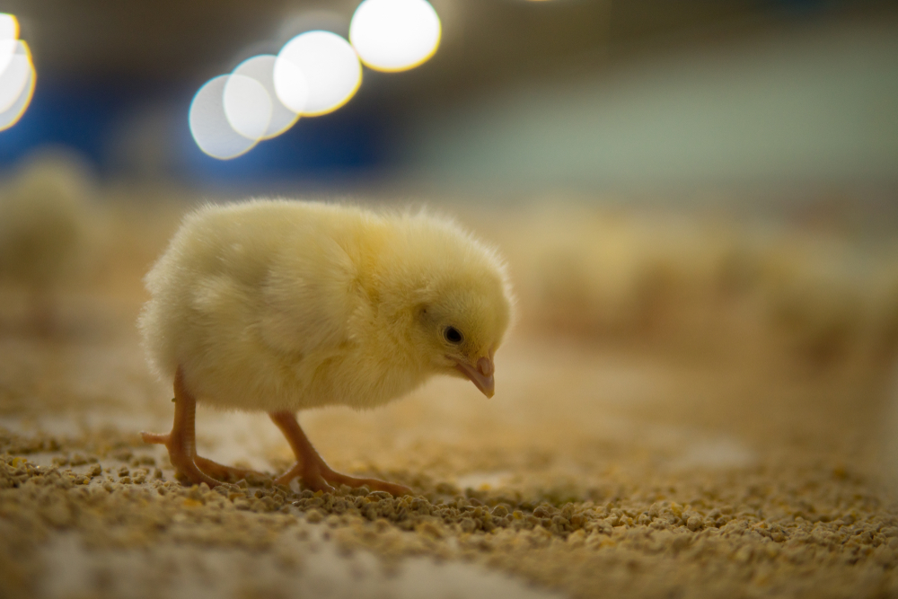 One,Day,Old,Healthy,Poultry,Chicks