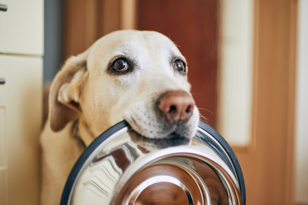 Dog holding bowl in mouth waiting for food