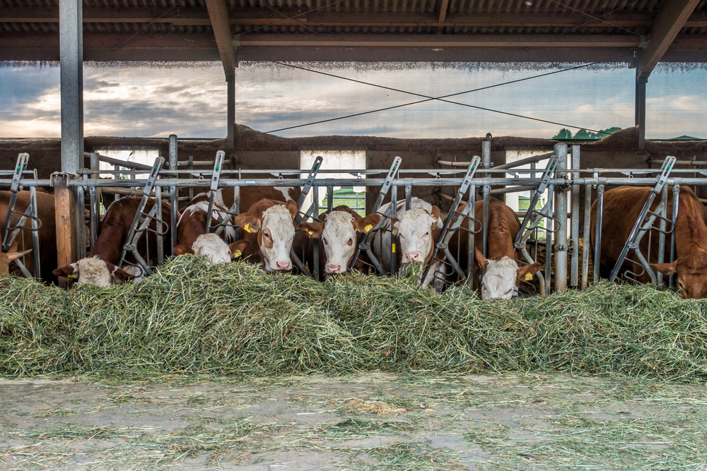 Cows eating silage in cowshed