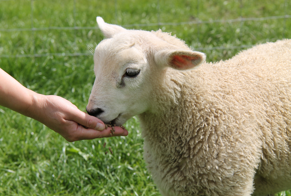 Lamb hand feeding