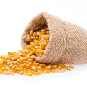 Corn seed spills from a bag
