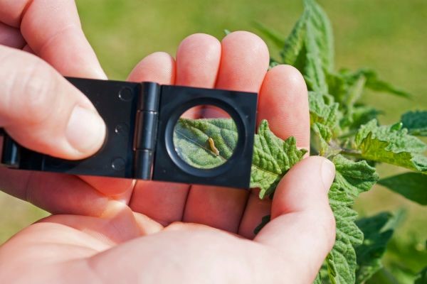 A farmer views a larval pest through a hand lens as it crawls on his crops while he is crop scouting his fields as part of an integrated pest management system on his farm in Vernon County, Wisconsin.