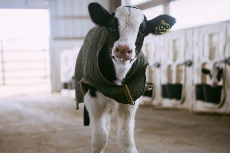 A calf with a calf jacket on.