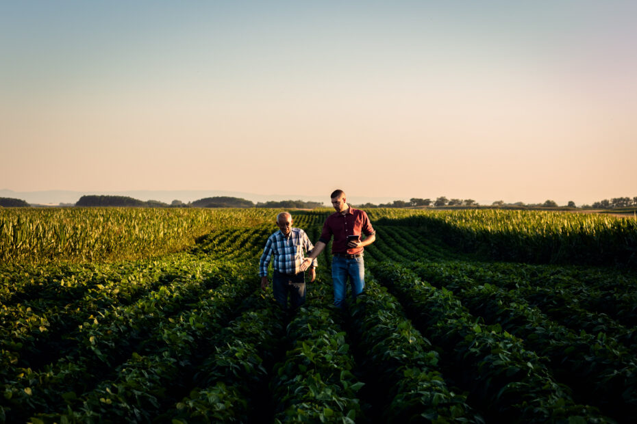 Two farmers walking in a field examining crops.